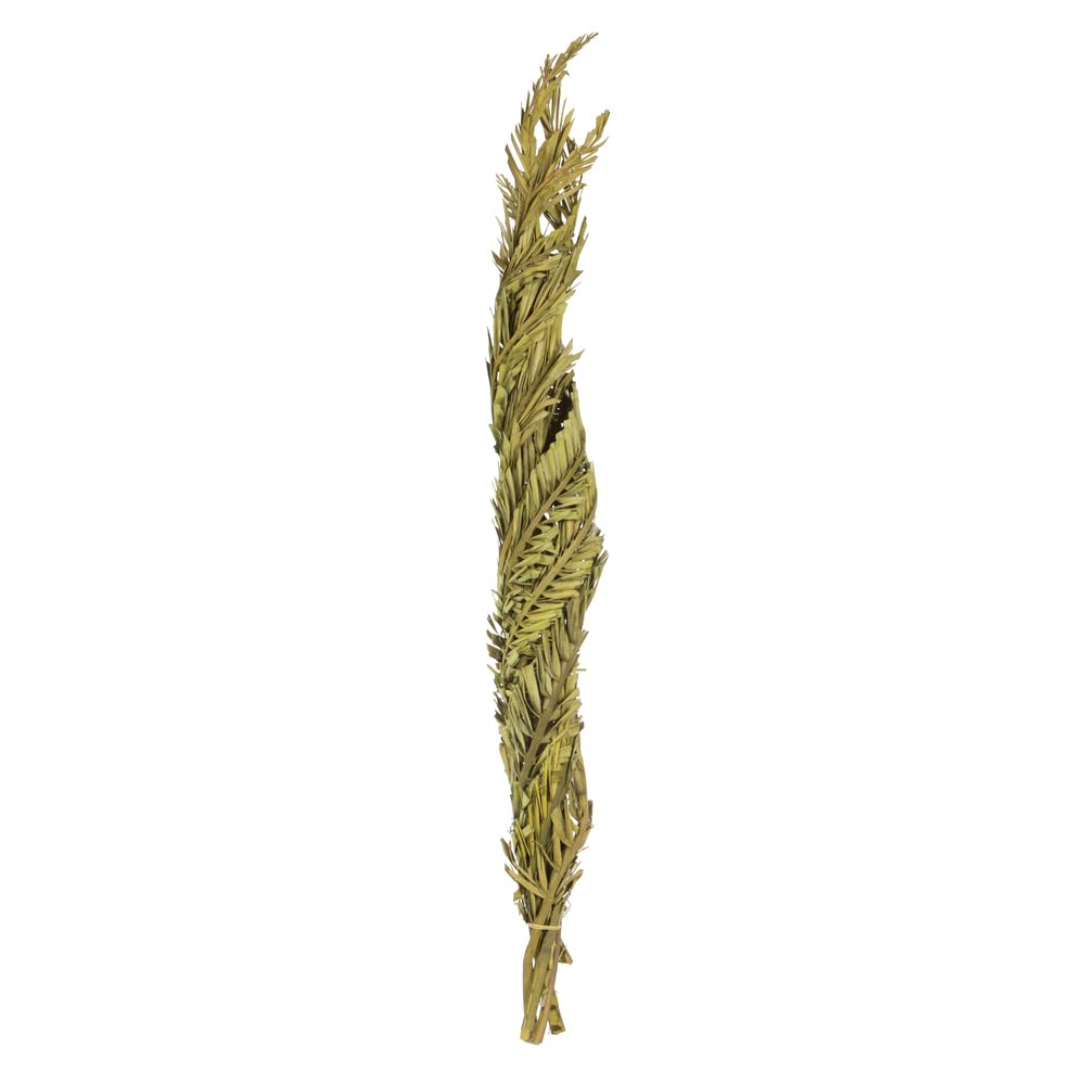 Vickerman 40-48 Basil Coco Palms - Twisted, 6 Stems, Dried