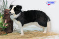 BORDER COLLIE STND 33L
