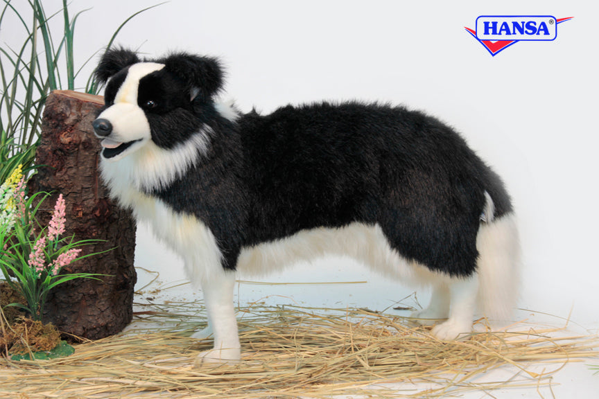 BORDER COLLIE STND 33L