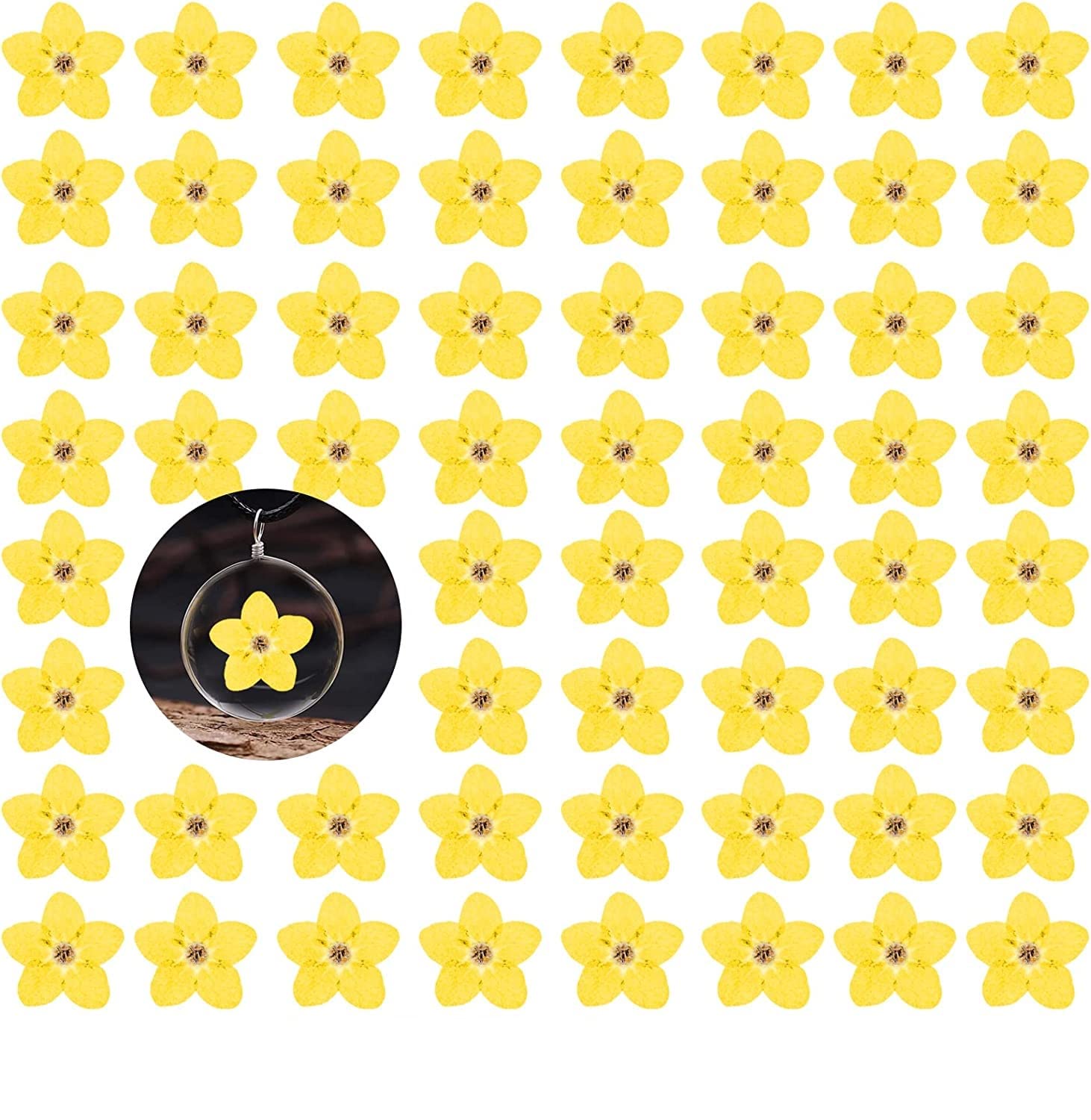 HEISENLIN Dried Forget Me Not Flowers, 60PCS Yellow, Natural, DIY Craft, Resin Jewelry, Candle, Card Making, Nail Art, Flower Or