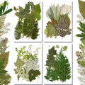 84 Pieces Dried Pressed Leaves Dried Flowers for Resin Dried Leaves for Resin Mini Dried Flowers for Crafts Dried Greenery Assor