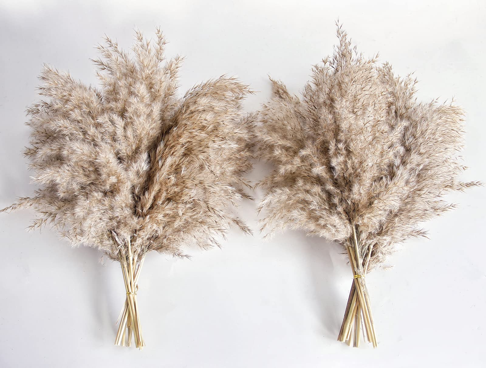 Pampas Grass Decor, Natural Dry Pampas Grass Small, Short Pampass Bulk for Farmhouse, Wall, Kitchen, Bedroom Decor, Office Decor