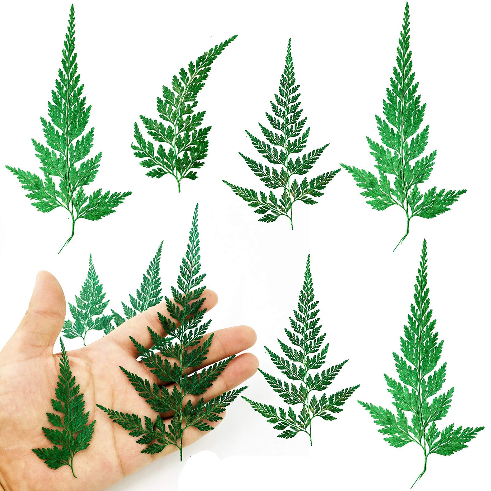 HEISENLIN Pressed Dried Flowers Leaves, 42PCS Real Natural Ferns Dried Leaves Plant for Pressed Leaf Art DIY Crafts Embellishmen