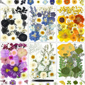 150Pcs Pressed Flowers for Crafts, Colorful Dried Flowers for Crafts Real Natural Dried Pressed Flowers Dry Leaves Bulk for Resi