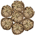 7 Pack Rose of Jericho Dried Plants - Rosa de Jerico Original, Dried Fern Like Scale Leaf Prayer Plants for Spiritual Purificati