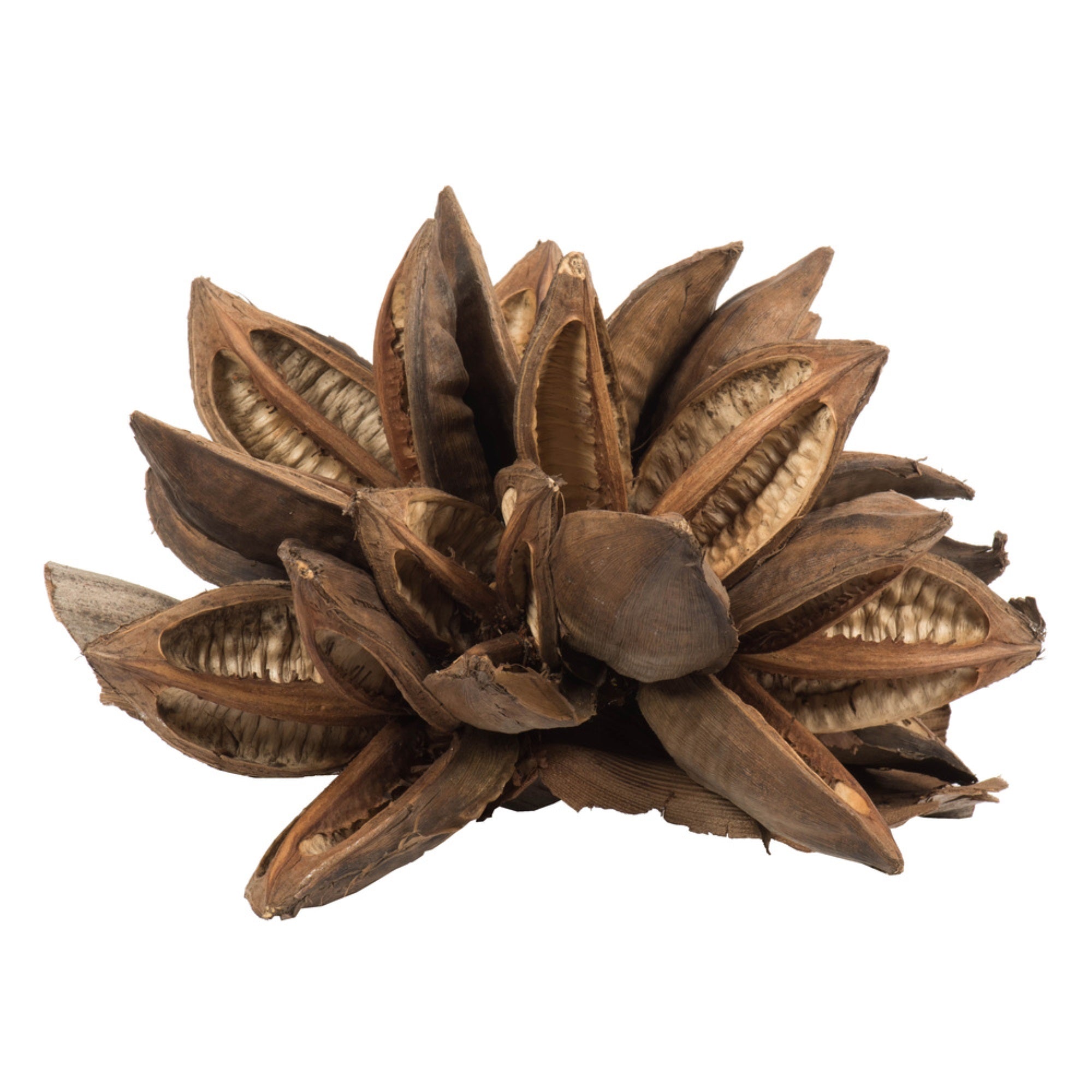12-16 Natural Star Pod - 1Pc